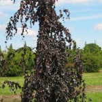Fagus sylvatica Purple Fontain