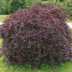 Fagus sylvatica Purpurea Pendula