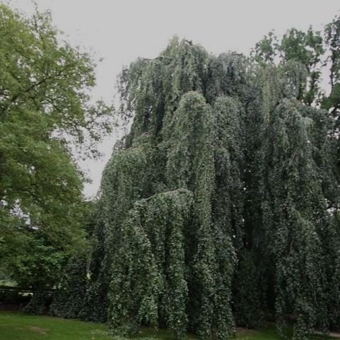 Fagus sylvatica  Pendula