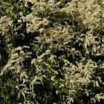 Polygonum aubertii (syn. Falopia baldschuanica, F. aubertii)