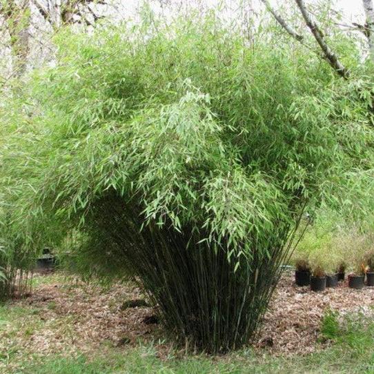 Fargesia rufa