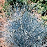 Festuca valesiaca Glaucantha