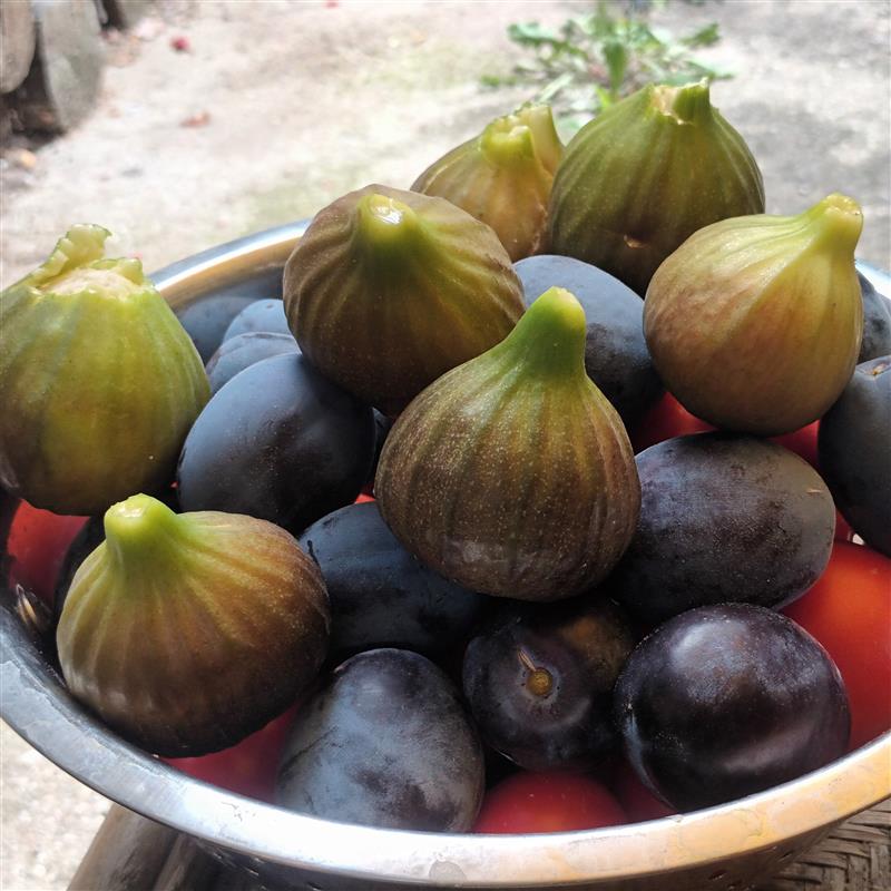 Ficus carica Francuesco