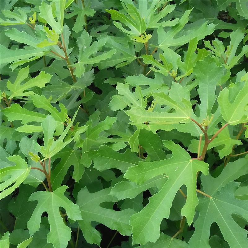 Ficus carica Little Miss Figgy