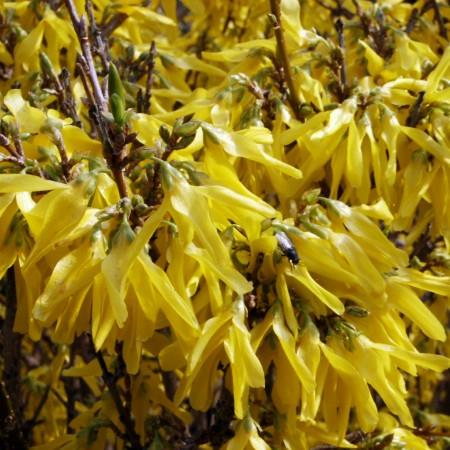Forsythia x intermedia Week-End (c)