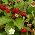 Fragaria vesca Alexandria