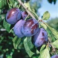 Prunus domestica Fruco