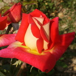 Rosa hybr. (CH)  Gailardia