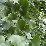 Ginkgo biloba