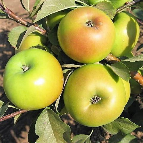 Malus Goldstar