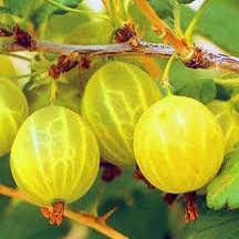 Grossularia uva-crispa Rixanta