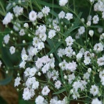 Gypsophila paniculata Perfecta