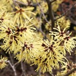 Hamamelis intermedia Arnold Promise