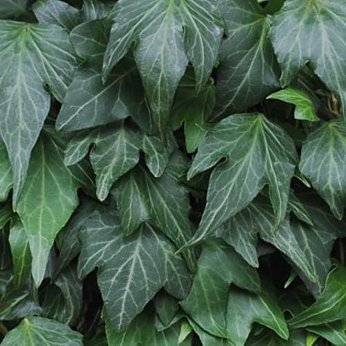 Hedera helix Green Ripple