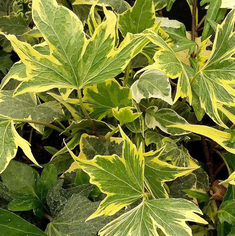 Hedera helix Yellow Ripple