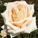 Rosa hybr. (CH)  Helenka