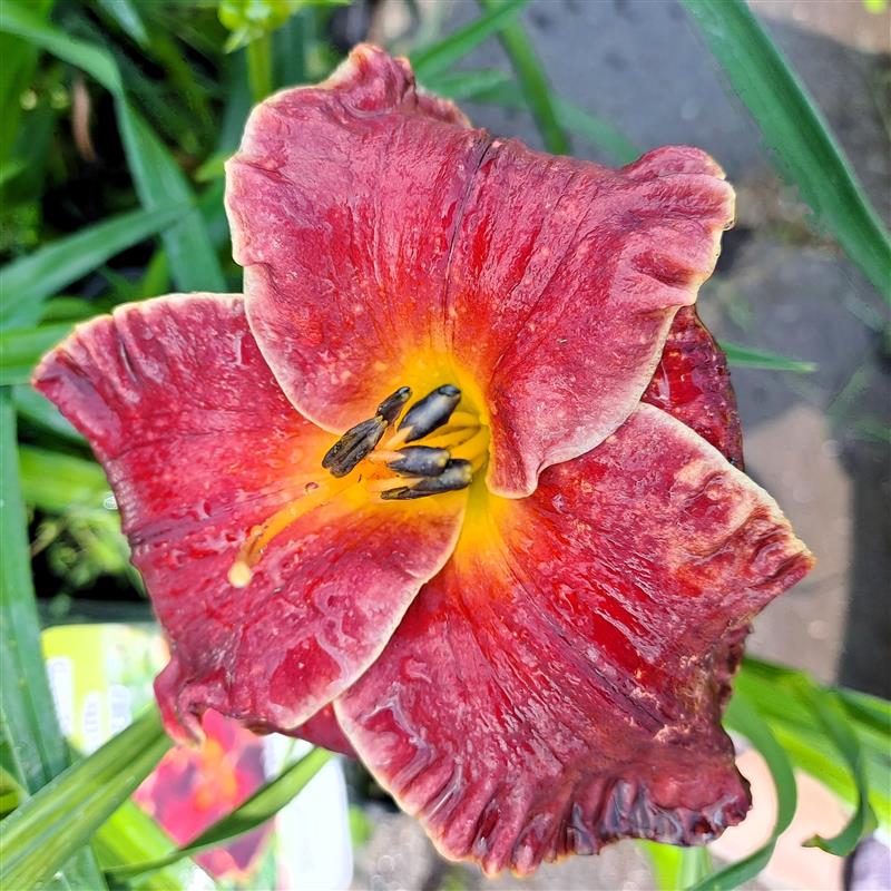 Hemerocallis x Naughty Red