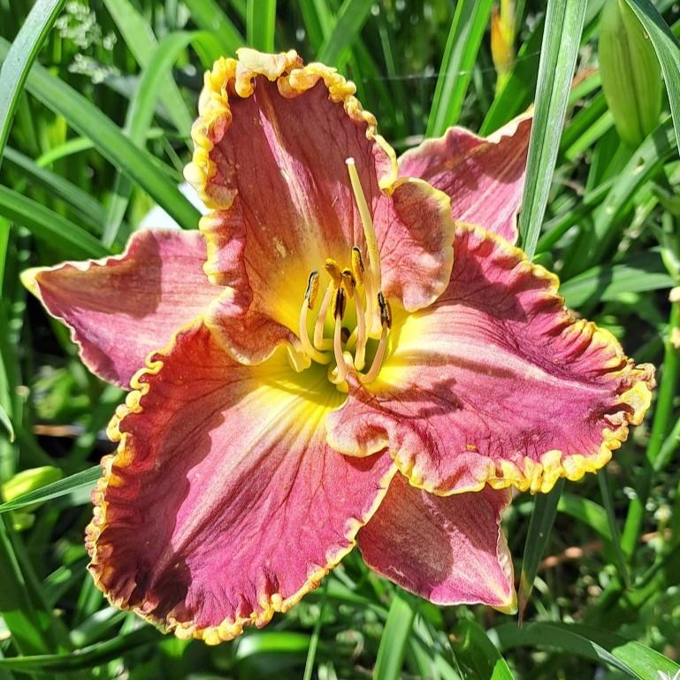 Hemerocallis x Daria
