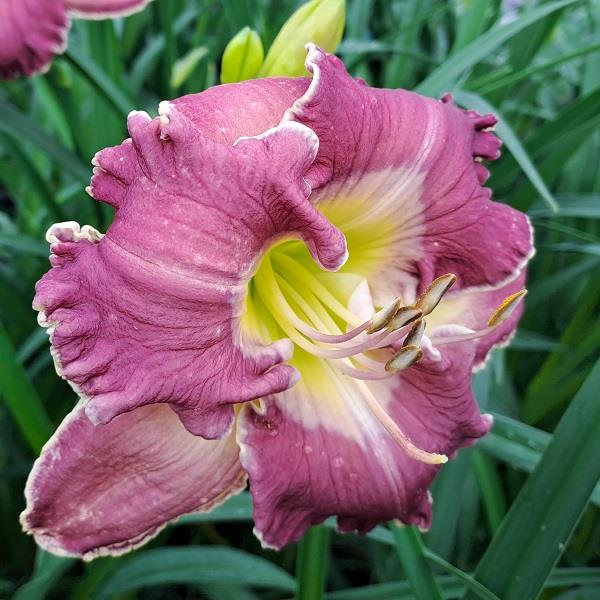 Hemerocallis x Ring The Bells of Heaven