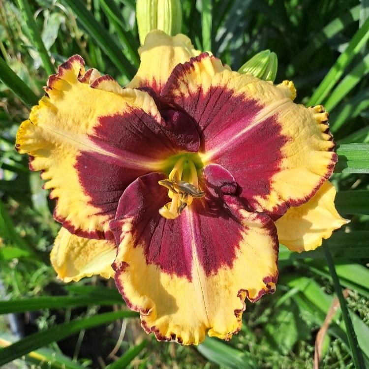 Hemerocallis x Tiger Blood
