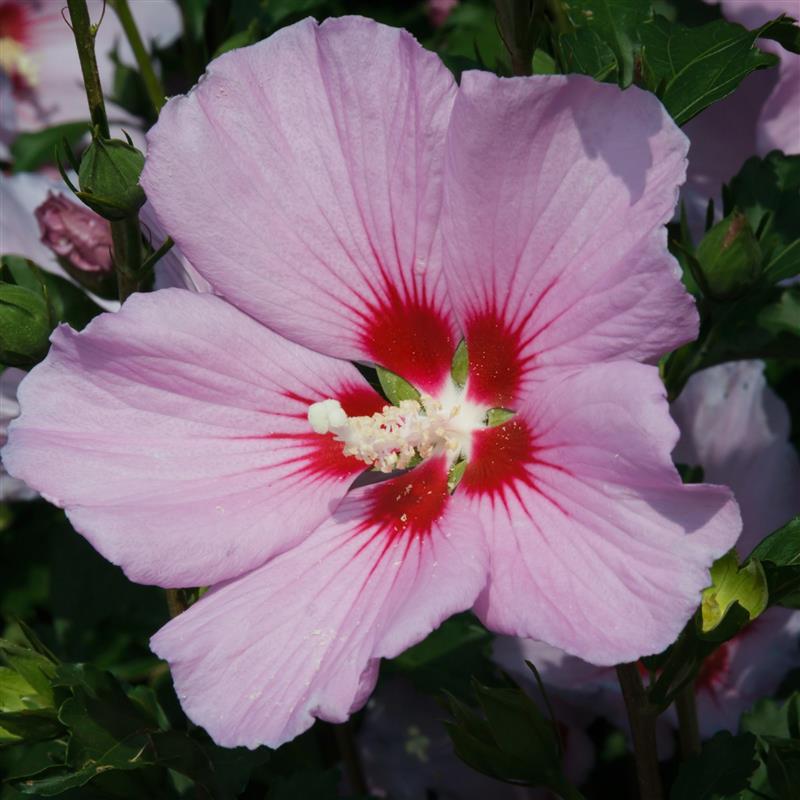 Hibiscus syriacus Pink Flirt