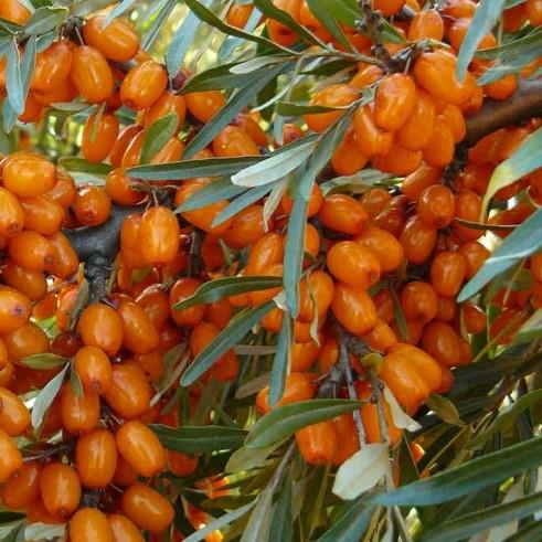 Hippophae rhamnoides Pantělejevská
