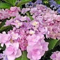 Hydrangea macrophylla Forever
