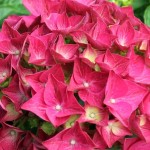 Hydrangea macrophylla Alpenglühen