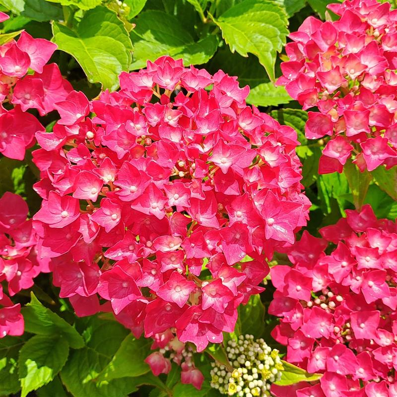 Hydrangea macrophylla Red Wonder