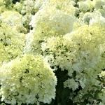 Hydrangea paniculata Bobo