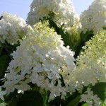 Hydrangea paniculata Limelight