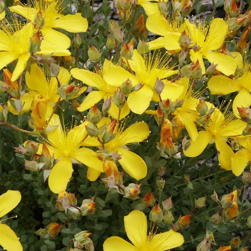 Hypericum polyphyllum Grandiflorum