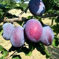 Prunus domestica Imperial