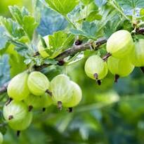 Grossularia uva-crispa Invicta