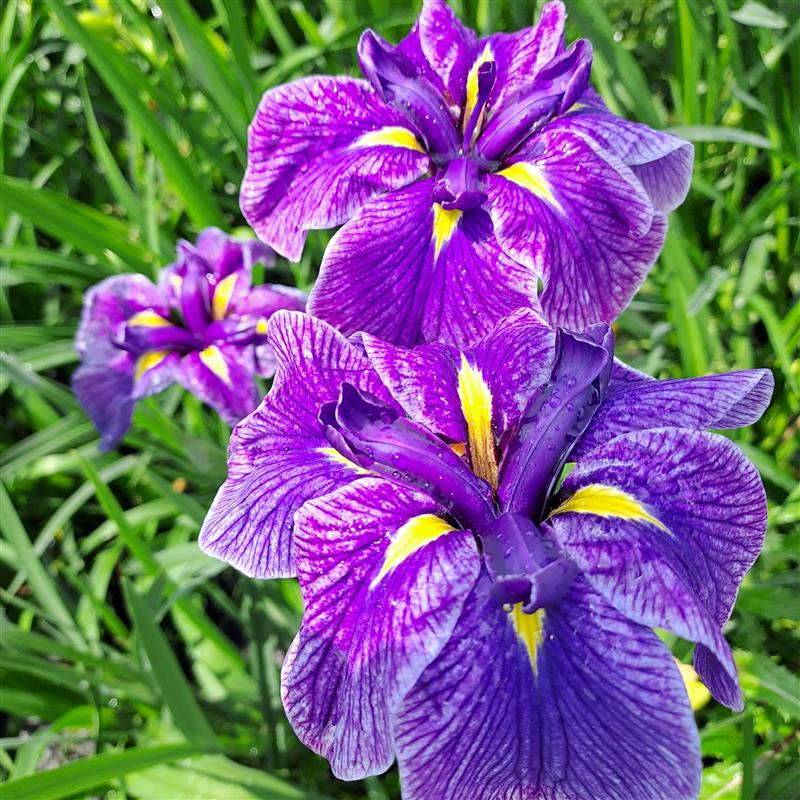 Iris  x ensata Dinner Plate Sundae