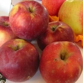 Malus James Grieve Red