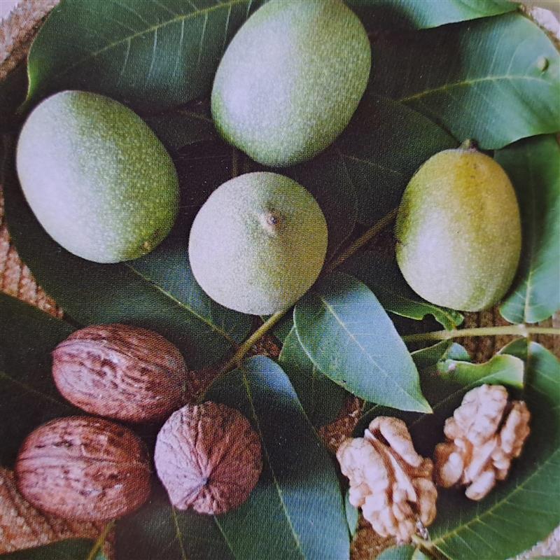 Juglans regia Bohumil