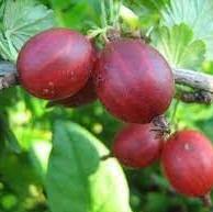 Grossularia uva-crispa Karmen