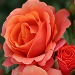 Rosa hybr. (S)  Lambada