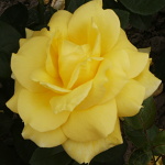 Rosa hybr. (CH)  Landora