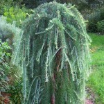 Larix kaempferi Stiff Weeping