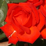 Rosa hybr. (CH)  Lidka