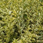 Ligustrum ovalifolium Aureum