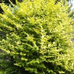 Ligustrum x vicaryi
