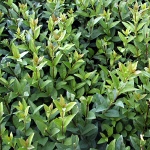 Ligustrum vulgare Atrovirens