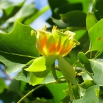 Liriodendron tulipifera