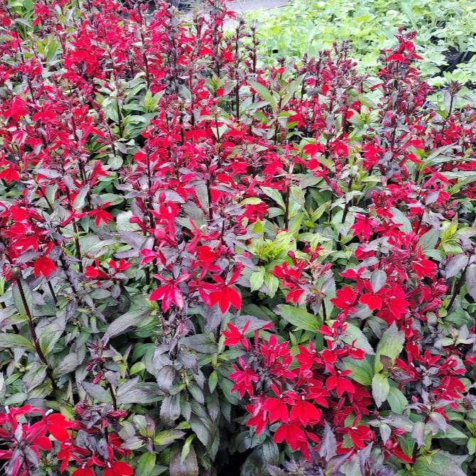 Lobelia x speciosa Starfish Scarlet
