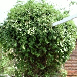 Lonicera henryi