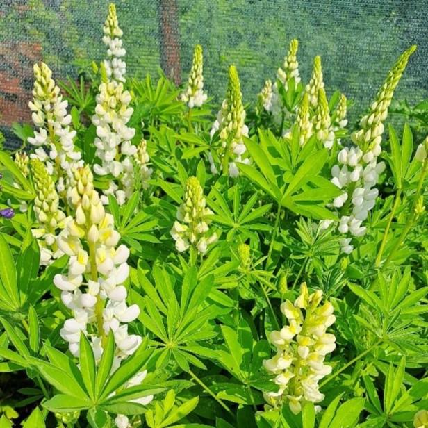 Lupinus polyphyllus Gallery White