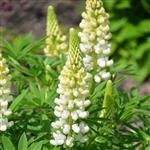 Lupinus hybridus Noble Maiden